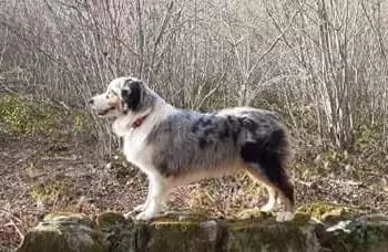 Obellia lou De La Forêt Qui Chante