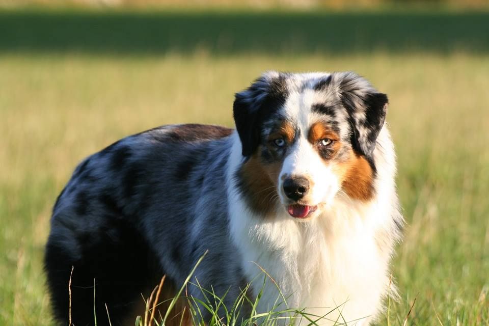 Lulu pawnee loup De La Forêt Qui Chante