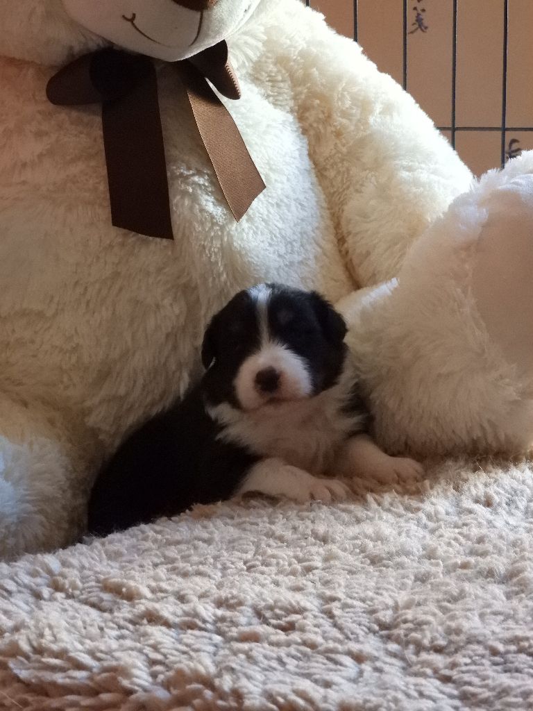 Cyjuan - Chiots disponibles - Berger Australien