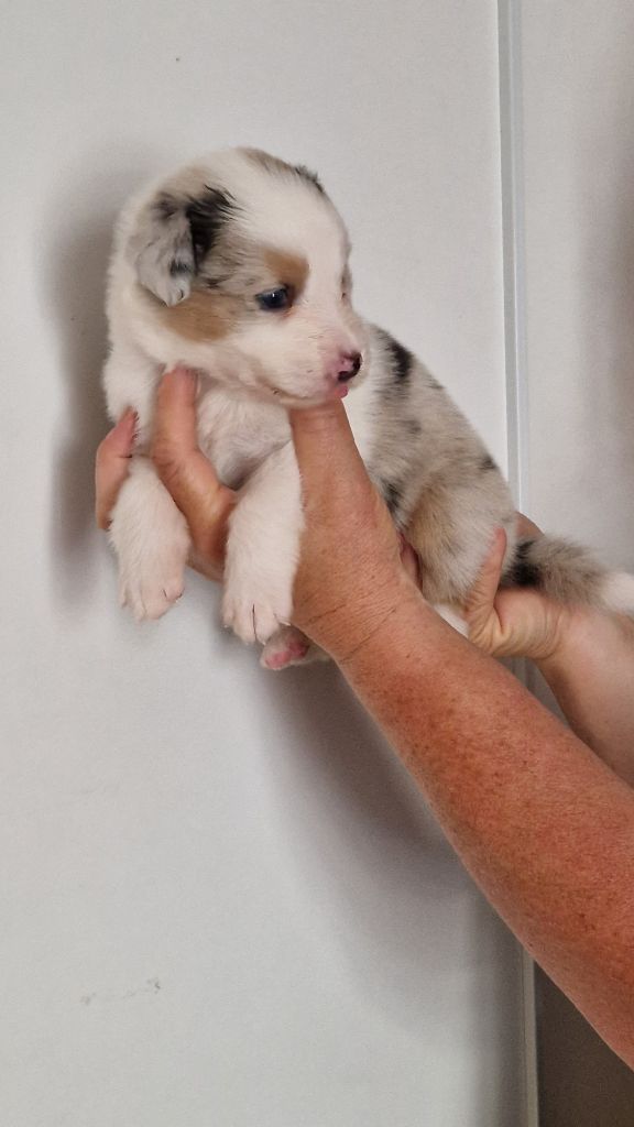 Cyjuan - Chiots disponibles - Berger Australien