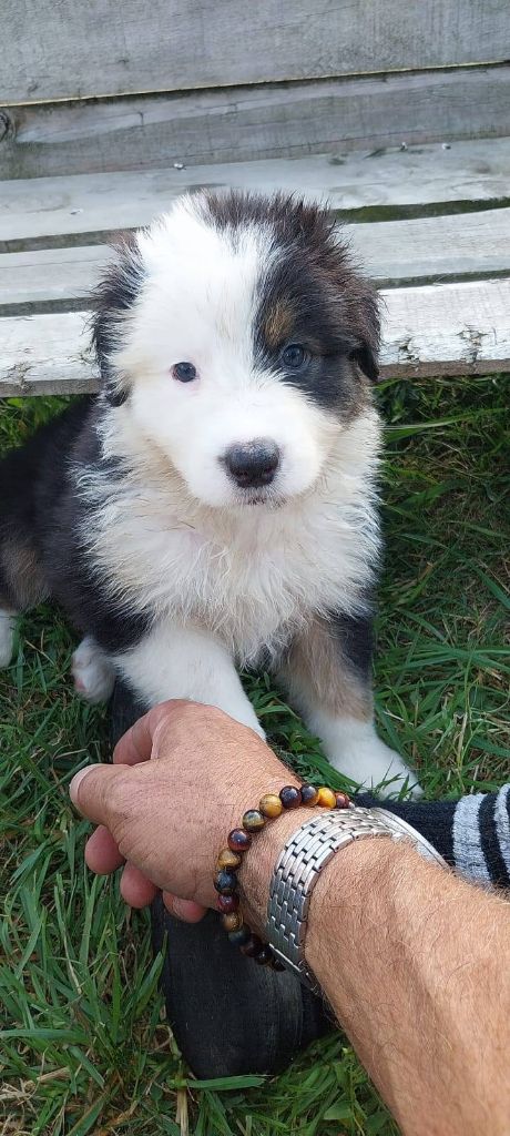 Cyjuan - Chiots disponibles - Berger Australien