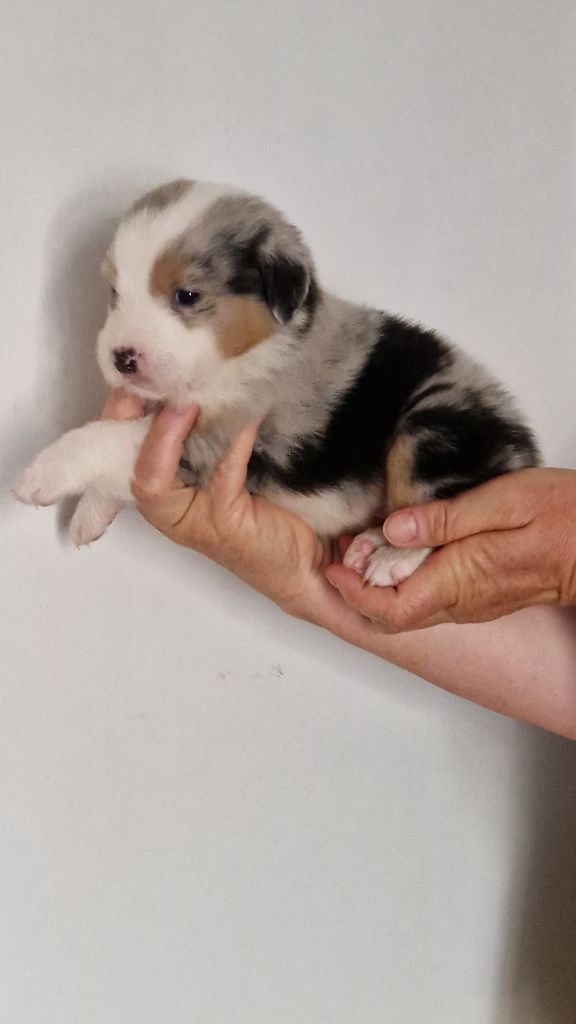 Cyjuan - Chiots disponibles - Berger Australien