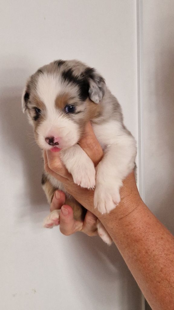 Cyjuan - Chiots disponibles - Berger Australien