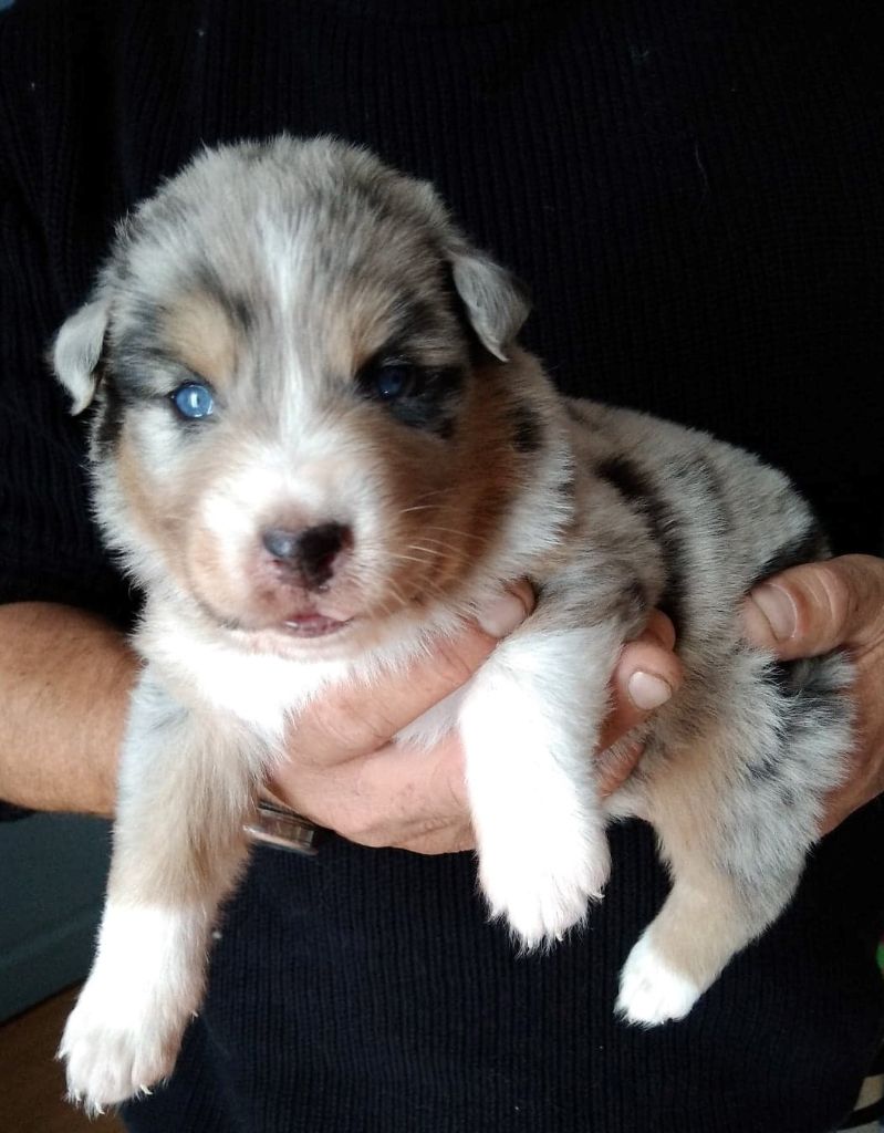 Cyjuan - Berger Australien - Portée née le 24/04/2019