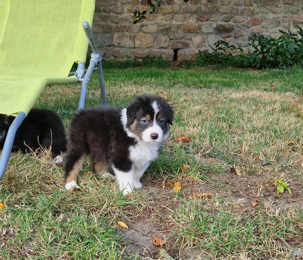 Cyjuan - Chiots disponibles - Berger Australien