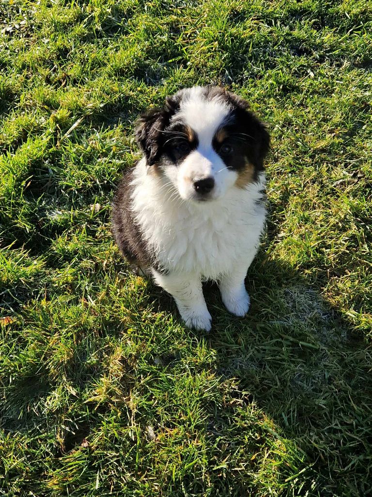 Cyjuan - Chiots disponibles - Berger Australien