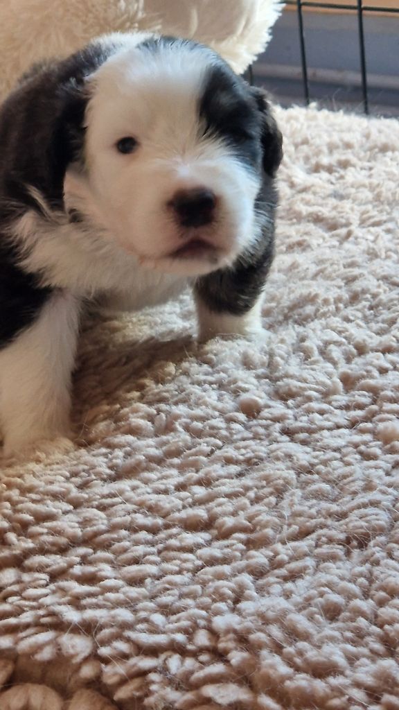 Cyjuan - Chiots disponibles - Berger Australien