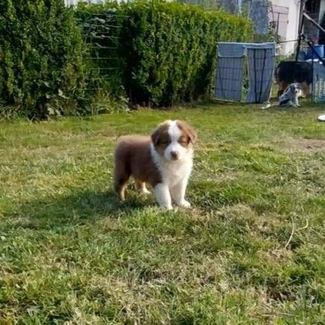Cyjuan - Chiots disponibles - Berger Australien