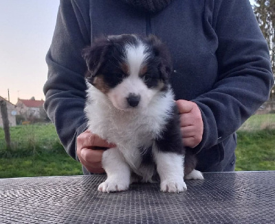 CHIOT 1