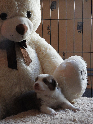 CHIOT 2
