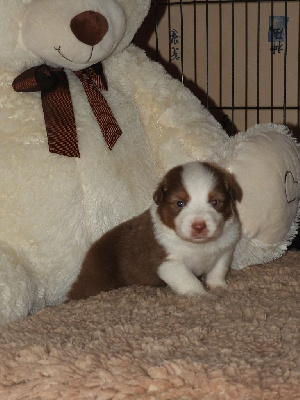CHIOT 1