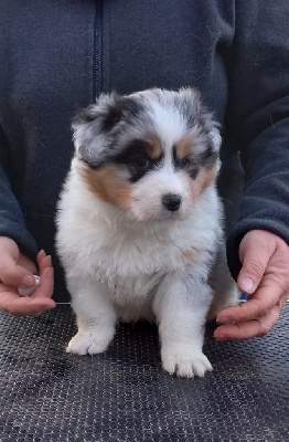 CHIOT 2
