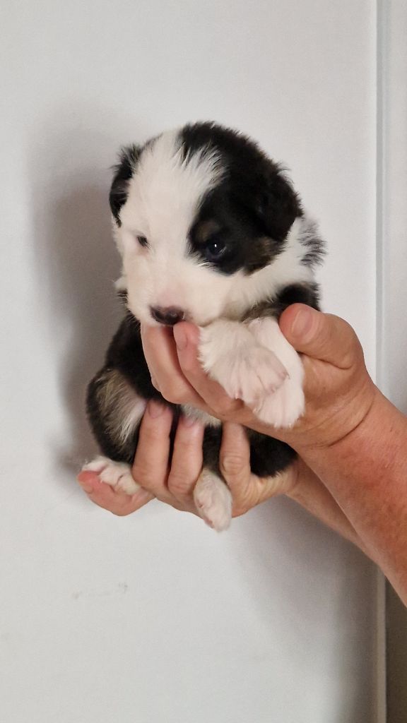 Cyjuan - Chiots disponibles - Berger Australien