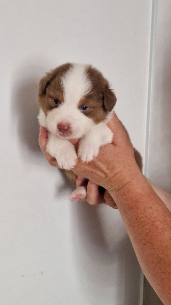 Cyjuan - Chiots disponibles - Berger Australien