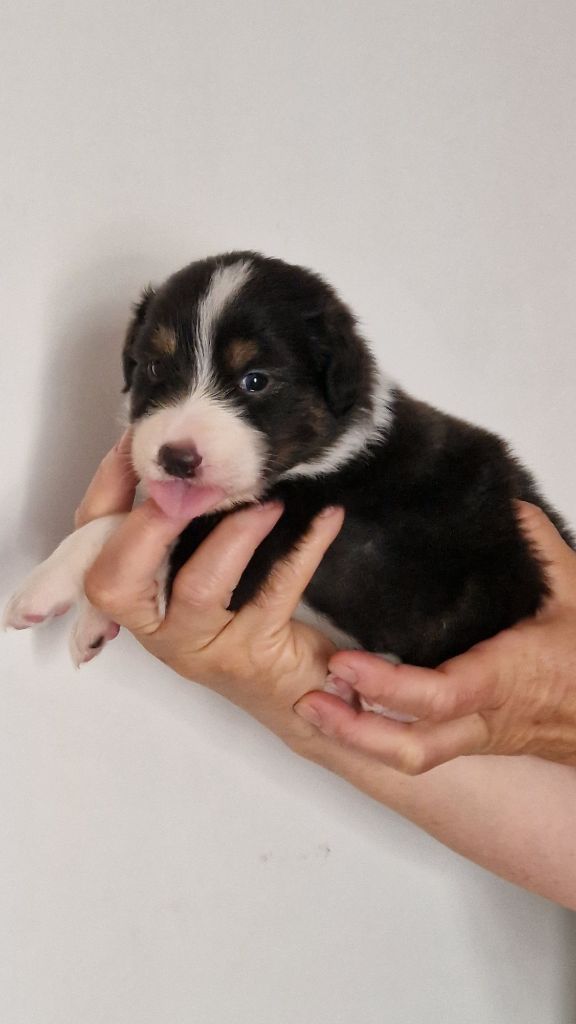 Cyjuan - Chiots disponibles - Berger Australien