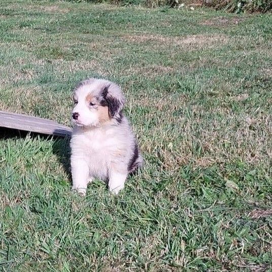 Cyjuan - Chiots disponibles - Berger Australien