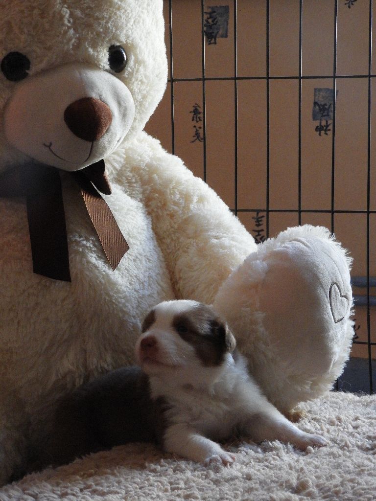 Cyjuan - Chiots disponibles - Berger Australien