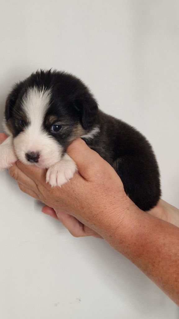 Cyjuan - Chiots disponibles - Berger Australien