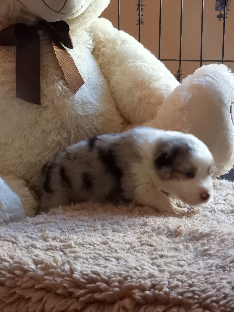 Cyjuan - Chiots disponibles - Berger Australien