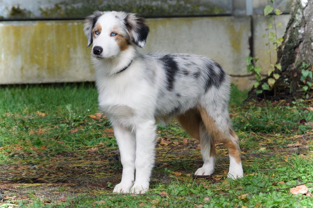 Cyjuan - Chiots disponibles - Berger Australien