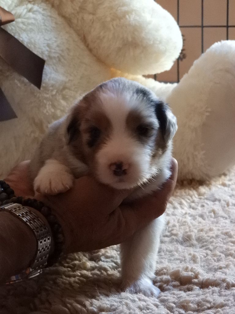 Cyjuan - Chiots disponibles - Berger Australien