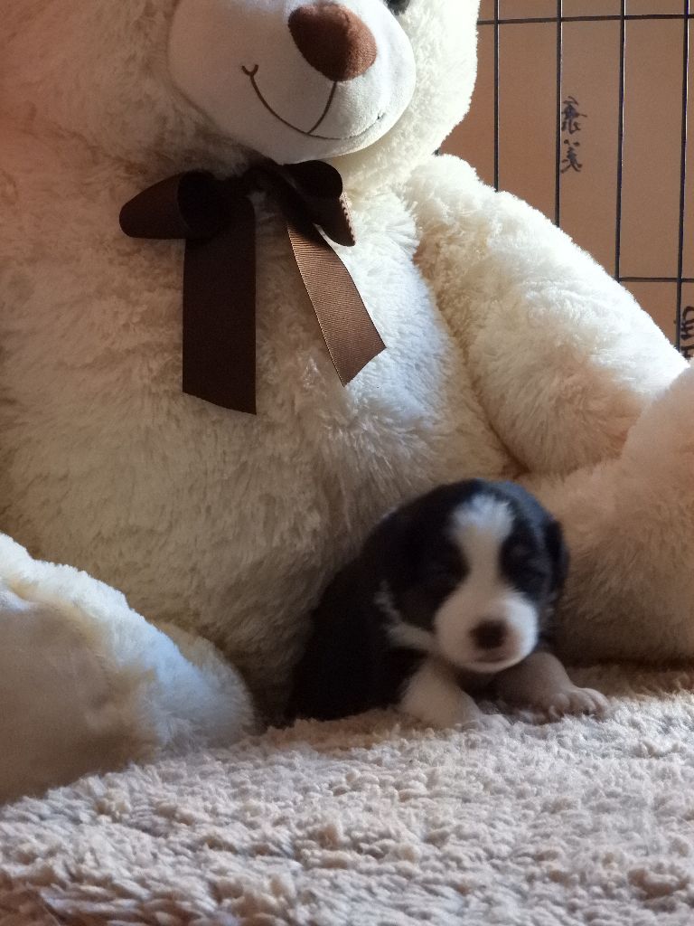 Cyjuan - Chiots disponibles - Berger Australien