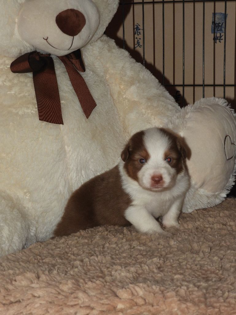 Cyjuan - Chiots disponibles - Berger Australien